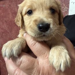 Boy 3 - Golden male Golden Retriever puppy in Princeton, Minnesota from Bewitched Goldens
