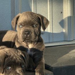 Black Collar Grey Boy - Gray male Cane Corso puppy in Nashville, Tennessee from Worldwide Kennels