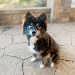 Nutmeg - Black and white male Pomsky puppy in Cleveland, Ohio from Lake Point Pomskies