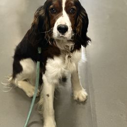 Willa Rose - English Springer Spaniel