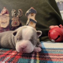 Girl 2 - Silver female Pug puppy in Auburn, Kentucky from Prentice Family Pugs, Bugs & Corgis