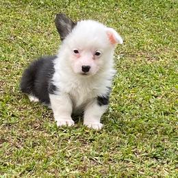 Male 2 - Black and tan male Pembroke Welsh Corgi puppy in Hueytown, Alabama from AAA Corgis