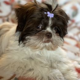 Shih Tzu Puppies from GiGi’s Little Tzu