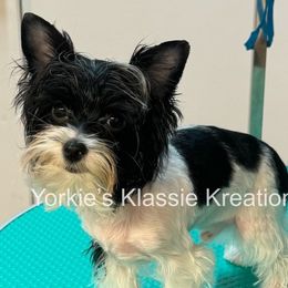 Rucker - Yorkshire Terrier