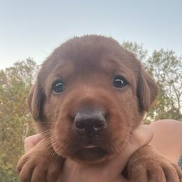 Girl 3 - Yellow female Labrador Retriever puppy in Wardensville, West Virginia from Sager’s Labrador Puppies