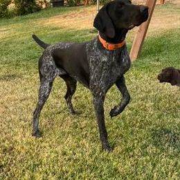German Shorthaired Pointers from Stealth Pointers