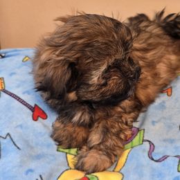 Boy 4 - Black male Mi-Ki puppy in Gobles, Michigan from My Little Puppy Paws