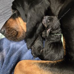 Bloodhound Puppies from Diamond Bloodhound Kennels