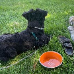 Miniature Schnauzers from Serenity Schnauzers