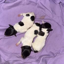 Girl C - White black and tan female Toy Fox Terrier puppy in Clermont, Florida from Debbie Hiles's Toy Fox Terriers