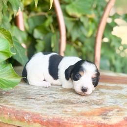 Flinn (longhaired black pi) - Black and tan male Dachshund puppy in Salters, South Carolina from Long-Pine Dachshund