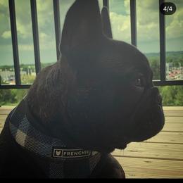 French Bulldog Puppies from Legend French Bulldogs