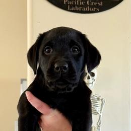 Black boy - Black male Labrador Retriever puppy in Ranchita, California from Pacific Crest Labradors