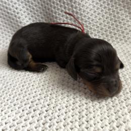 Dachshund Puppies from Morgan Burtenshaw