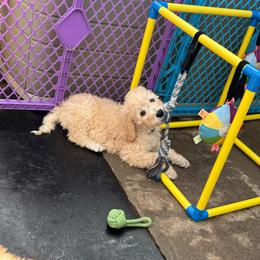 Sapphire - Golden female Double Doodle puppy in El Cajon, California from Calibear Doodles