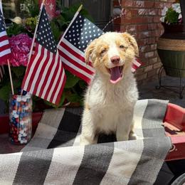 George Weasley - Red merle male Australian Shepherd puppy in Tehachapi, California from Boundless Joy Aussies