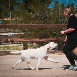 Labrador Retriever Puppies from Wagador Labrador Retrievers