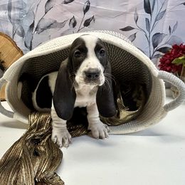 Artemis - Black and white female Basset Hound puppy in Winston Salem, North Carolina from LaythStone