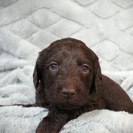 Ziti - Chocolate female Labradoodle puppy in Lanexa, Virginia from Lees Reach Farm
