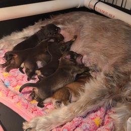 Miniature Schnauzer puppies from Jentz Family Schnauzers