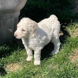 Sally - Cream female Labradoodle puppy in Craig, Nebraska from Top Knot Companions Poodles and Labradoodles