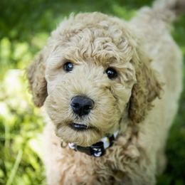 Goldendoodle and Labradoodle Puppies from Dessie's Doodles
