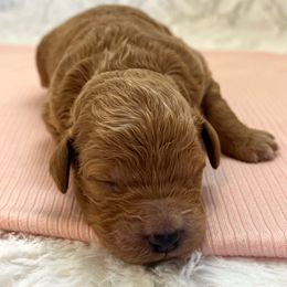 Cassie - Apricot female Goldendoodle puppy in Somerset, Ohio from Odyssey Pups