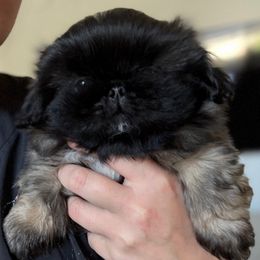 Boy 1 - Fawn sable male Pekingese puppy in Florida from LionPalace
