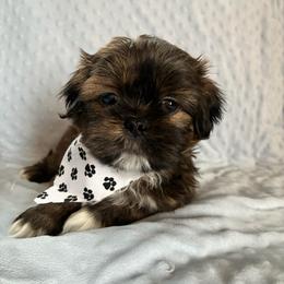 Bandit - Red male Shih Tzu puppy in Kettering, Ohio from The Ruff Life Tribe