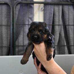 German Shepherd Puppies from Riverline Shepherds