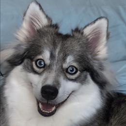 Bonnie Smiles - Wolf sable female Pomsky puppy in Hurleyville, New York from My Crazy Pomskys