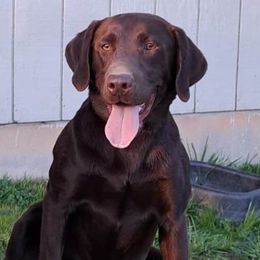 Sully - Labrador Retriever