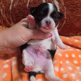 Peanut - Black and white male Chihuahua puppy in Brooksville, Florida from Daystars Chihuahuas