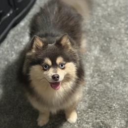 Silver - Pomsky