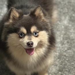 Silver - Pomsky
