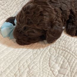 Boy 1 - Brown Poodle puppy in Gate City, Virginia from Four Fillies Farm