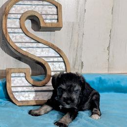 Fritz - Salt and pepper male Miniature Schnauzer puppy in Lufkin, Texas from Texas Lil Cowdogs
