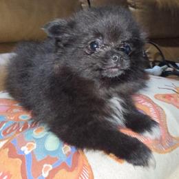 Hunnibunnies shadow - Brindle male Pomeranian puppy in Cleveland, Ohio from Hunnibunnies