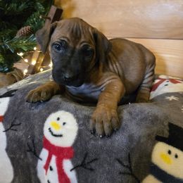 Skye - Rd whtn blk nose female Rhodesian Ridgeback puppy in Gaffney, South Carolina from Circle D Farms