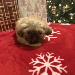 Peru - Red male Shih Tzu puppy in Success, Missouri from Sweet Success