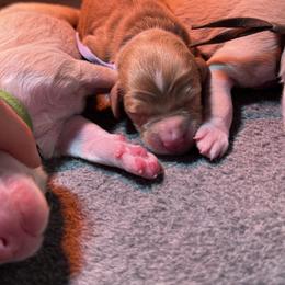 Copper - Apricot male Goldendoodle puppy in Carmichaels, Pennsylvania from JensenBelle Doodles