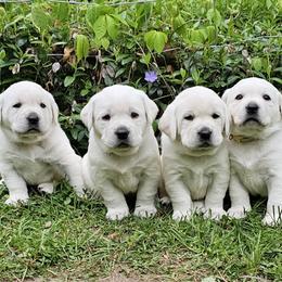 Girl - Yellow female Labrador Retriever puppy in Plainwell, Michigan from Preuss Puppies