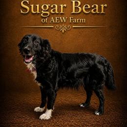 Sugar - Australian Shepherd
