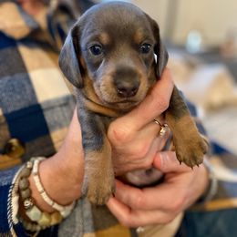 Dachshund Puppies from Rogue River Ranch