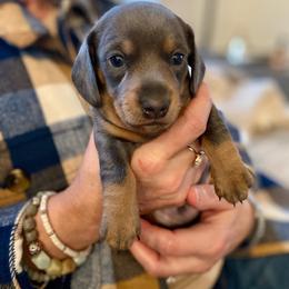 Dachshund Puppies from Rogue River Ranch