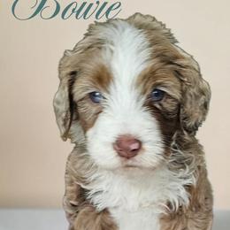 Bowie - Merle male Bernedoodle puppy in Glenford, Ohio from Mi-De Doodles