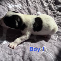 Baby boy 1 - Parti male Miniature Schnauzer puppy in Sacramento, California from Valdez Mini Schnauzers
