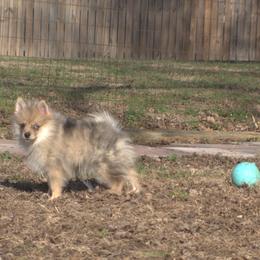 Fang - Merle male Pomsky puppy in Boonville, Indiana from Elysian Pomskies