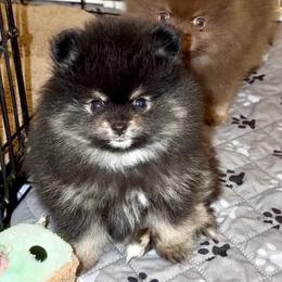 Smokey - Black and tan male Pomeranian puppy in Rockwall, Texas from MAK Poms