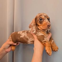 Chocolate dapple - Dapple male Dachshund puppy in Hesperia, California from VOM HAUSE Imperial